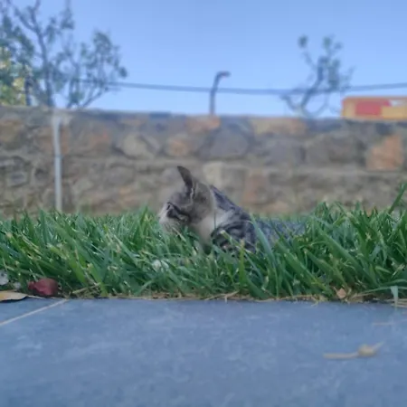 Dimelia Heaven Farm Vakantiehuis