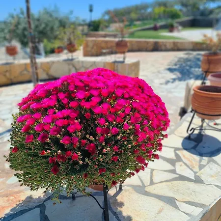 Dimelia Heaven Farm *