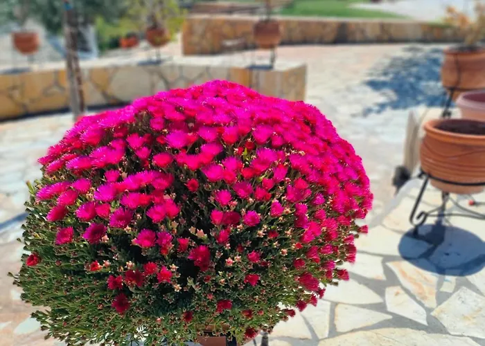 Dimelia Heaven Farm *